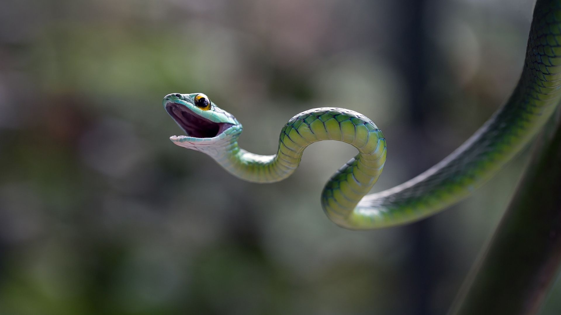 Eastern green mamba, snake, macro, blur (horizontal)