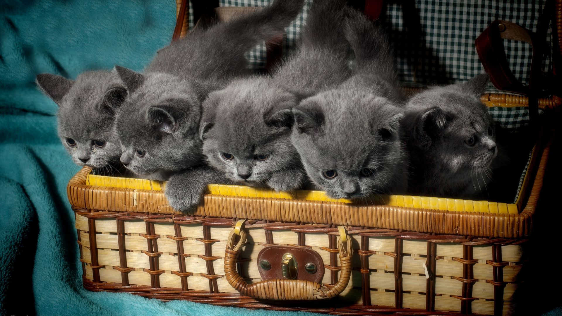 British cat, kitten, cute animals, funny, basket (horizontal)