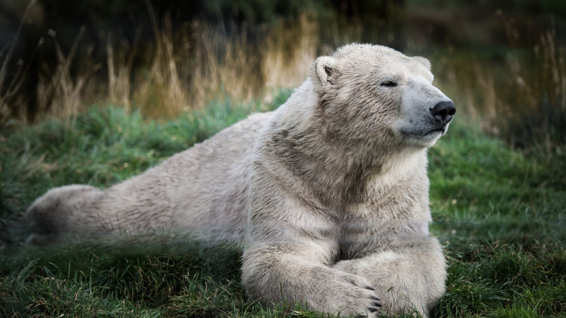 Polar bear, look, cute animals (horizontal)