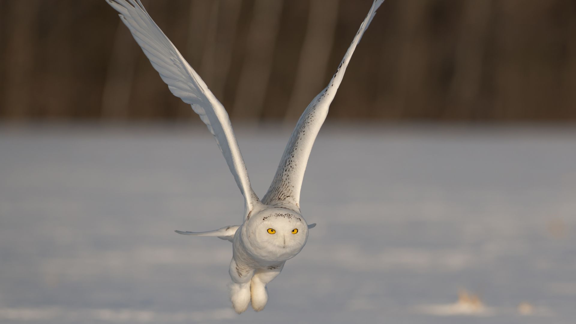Owl, cute animals, funny, flight (horizontal)