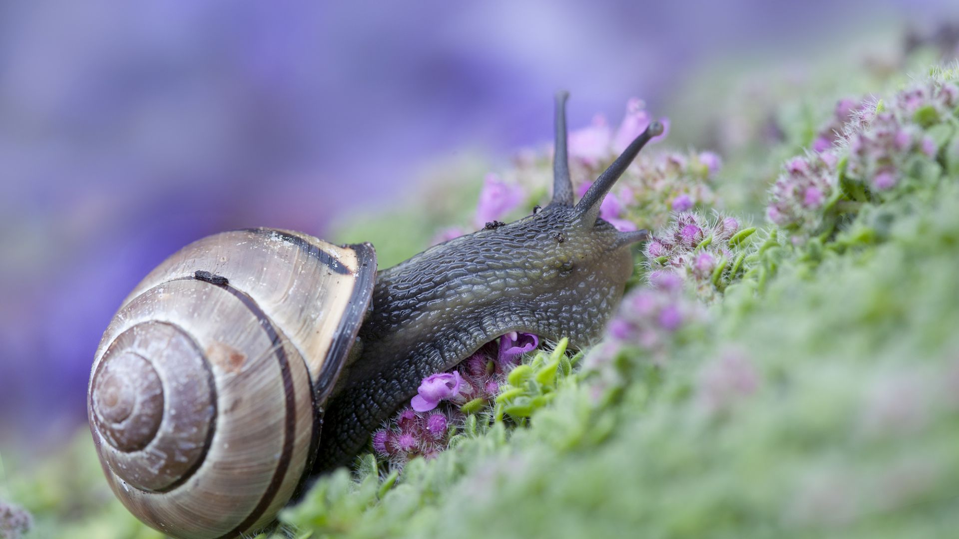 Snail, funny animals, purple (horizontal)