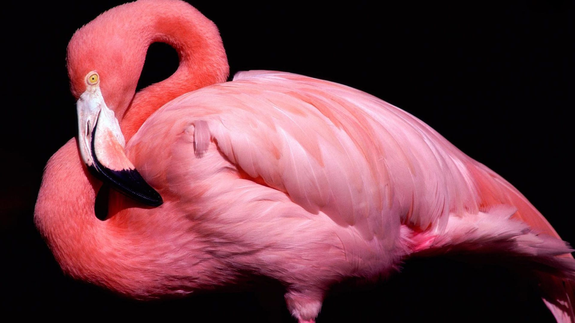 Flamingo, cute animals, pink (horizontal)