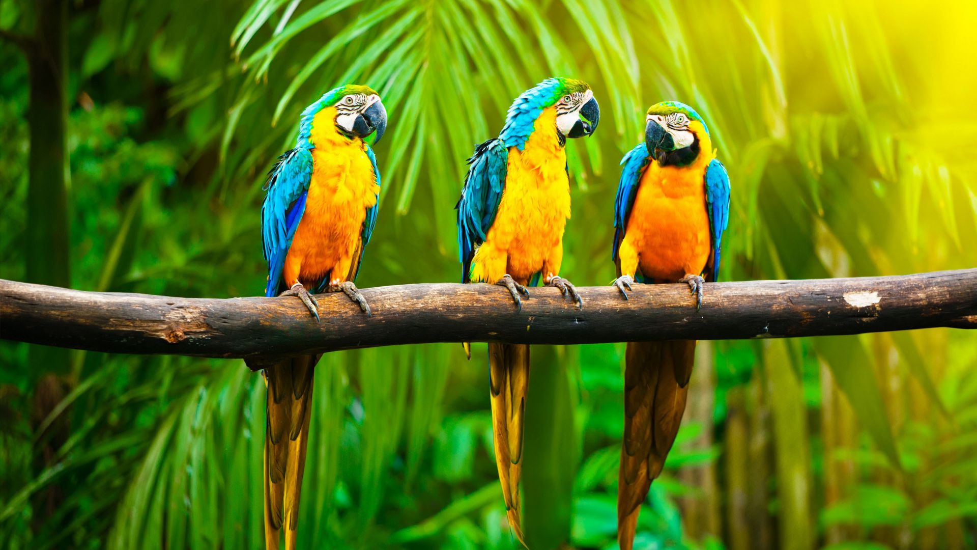 Macaw, parrot, tropics (horizontal)