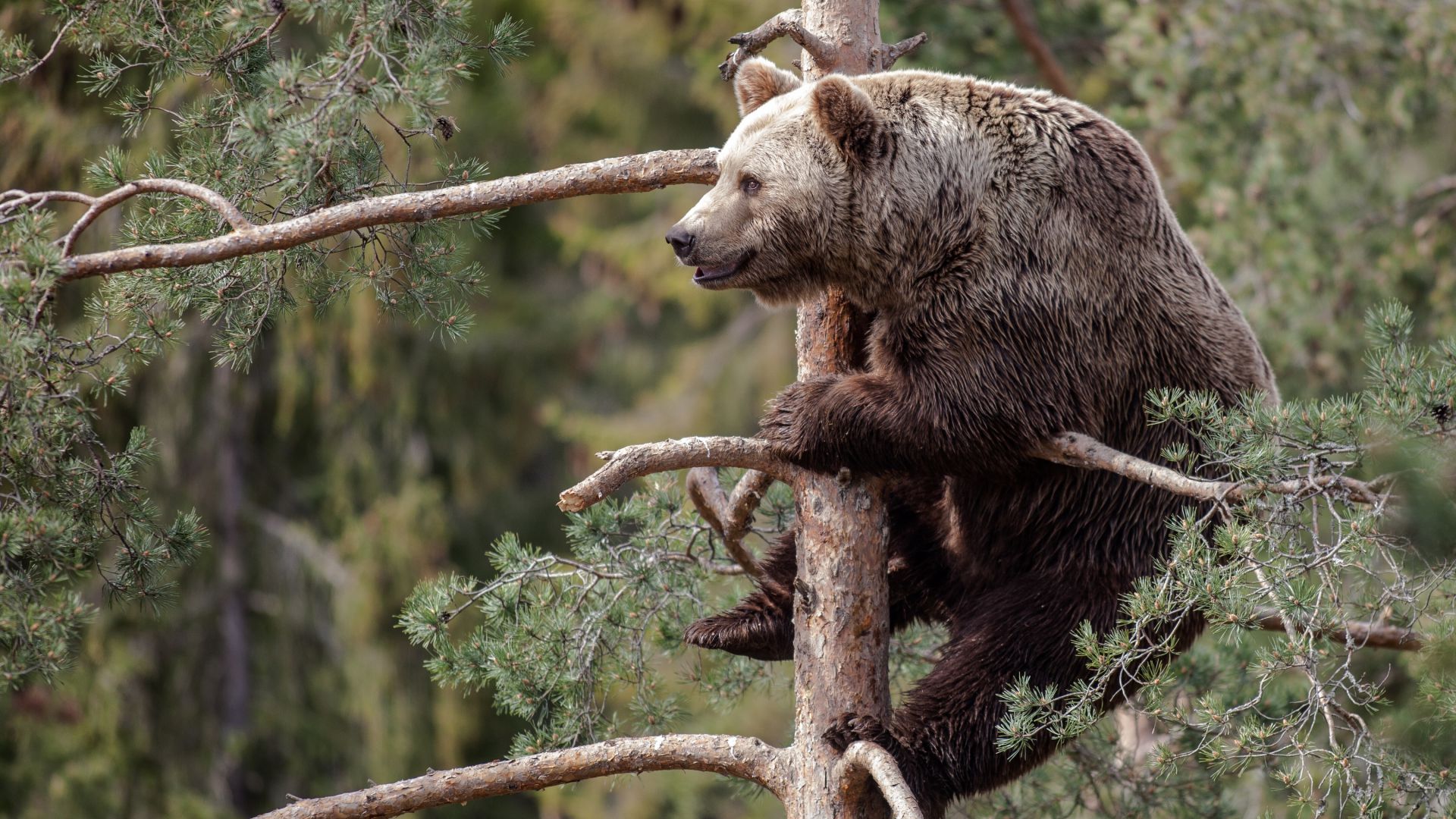 Brown bear, bear, cute animals, tree (horizontal)