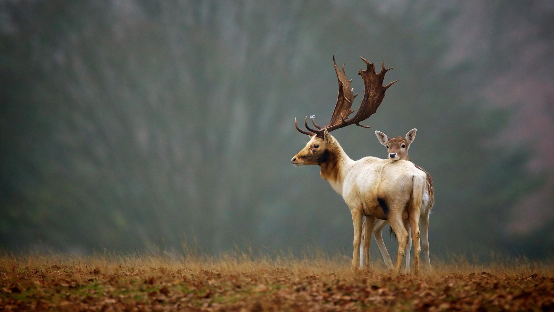 Deer, meadow, fog, cute animals (horizontal)
