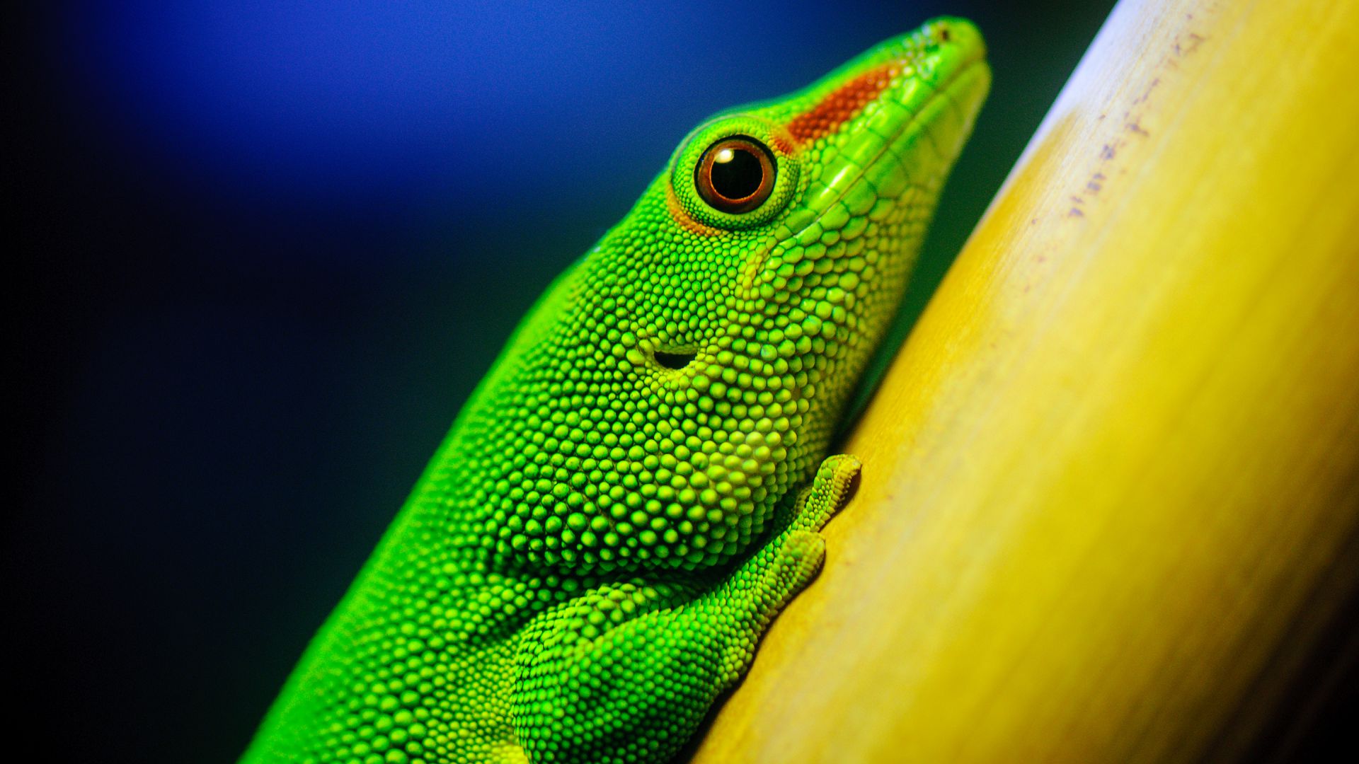 Lizard, macro, green (horizontal)