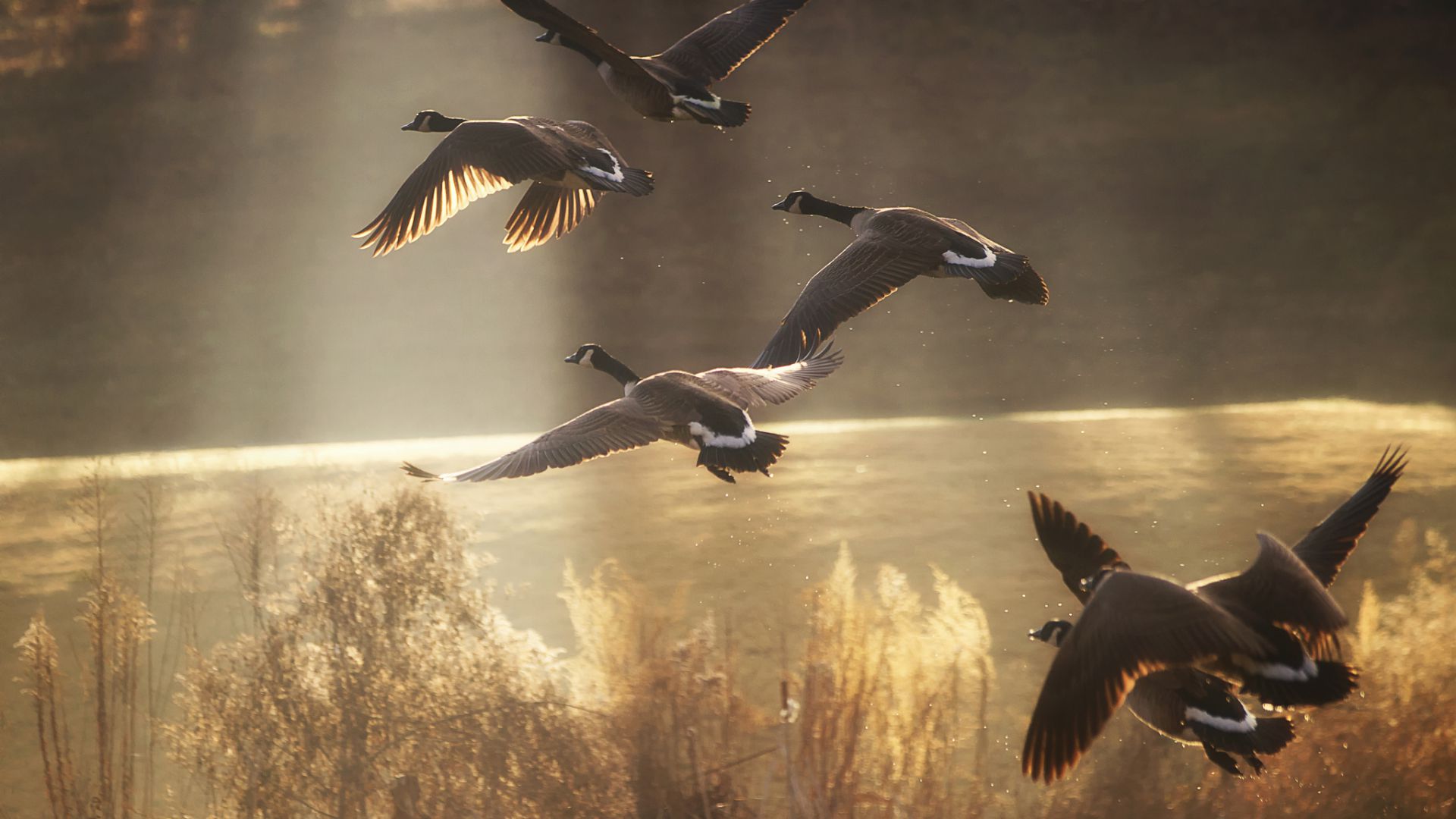 Duck, field, flight, sun (horizontal)