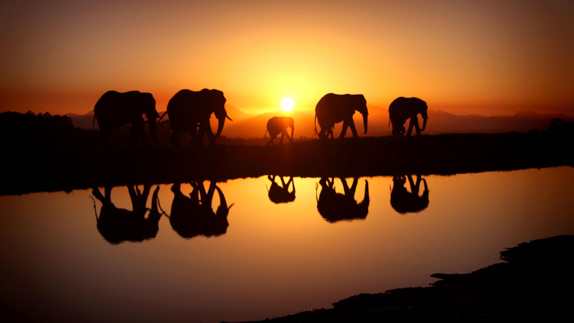 Elephant, sunset, water (horizontal)