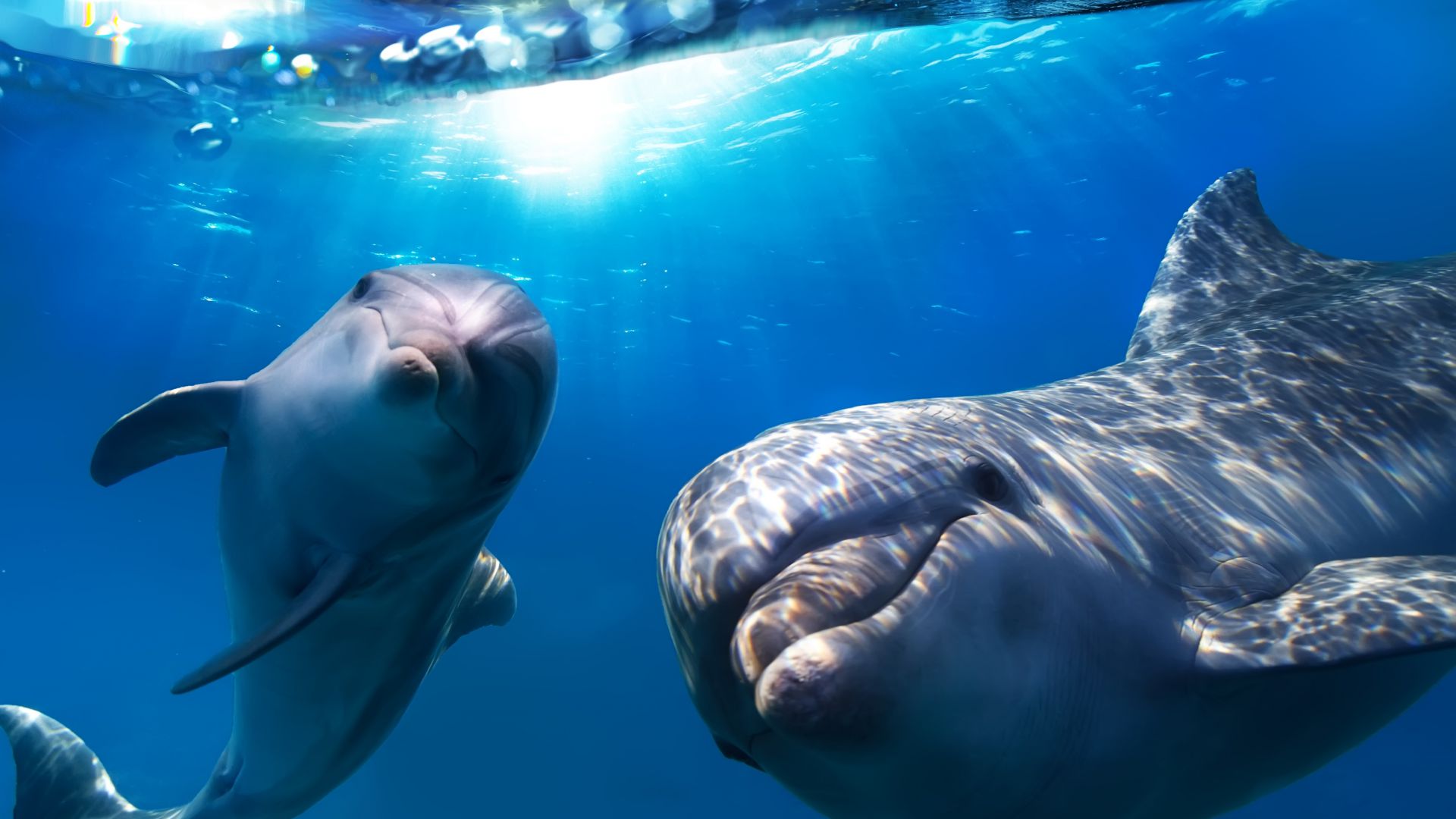 Dolphin, underwater, Best Diving Sites (horizontal)