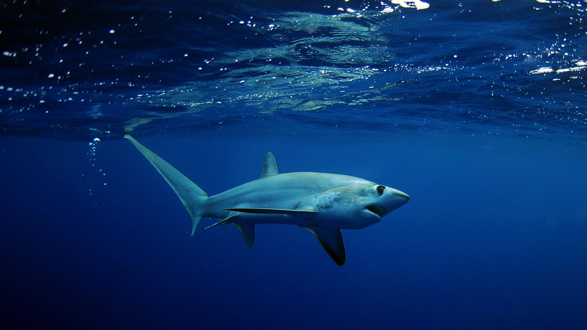 Shark, underwater, Best Diving Sites (horizontal)