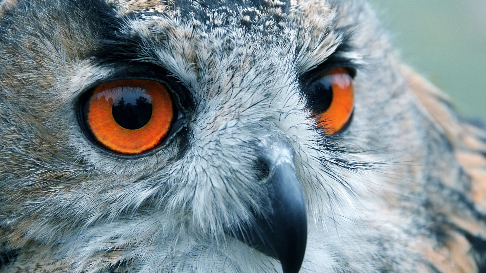 Owl, look, eyes, macro (horizontal)