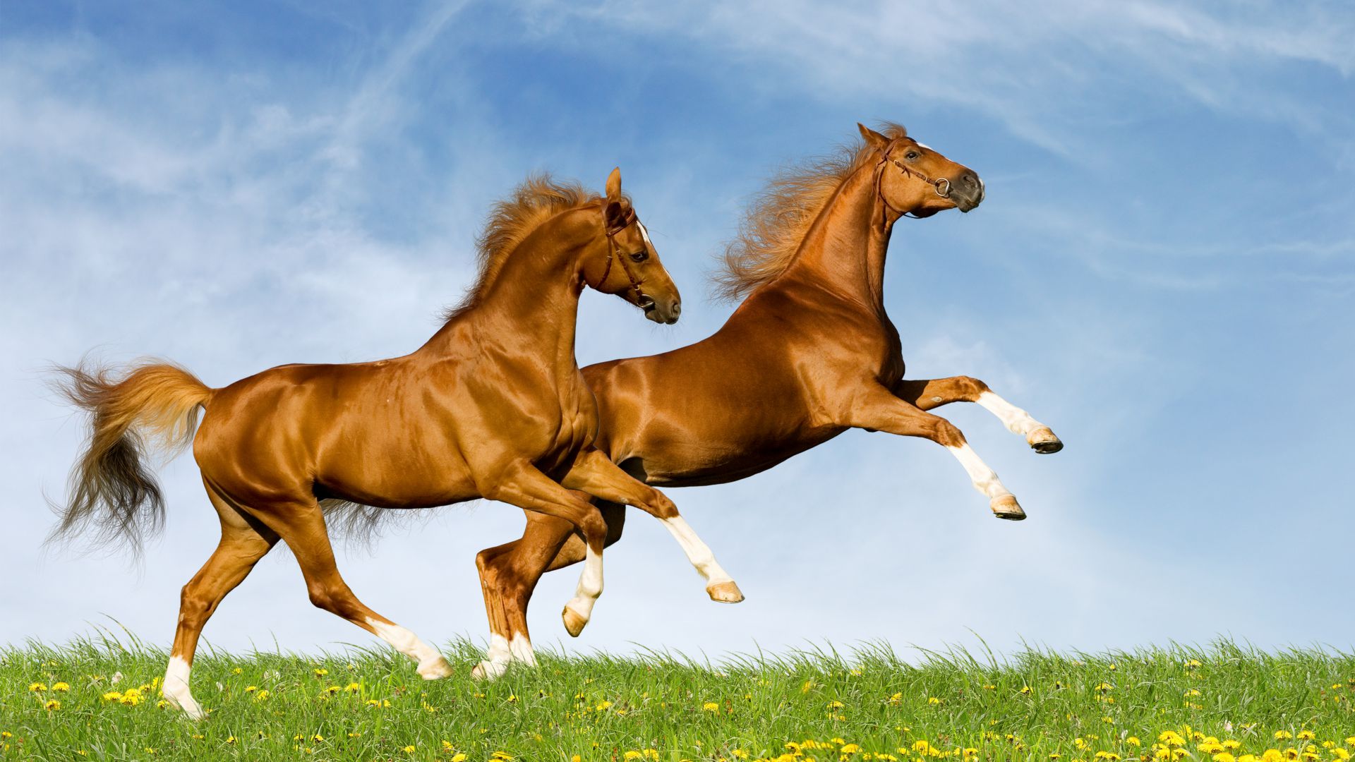 Horse, gallop, couple, sky (horizontal)