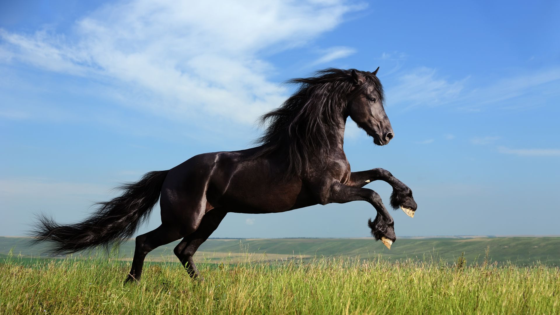 Horse, gallop, meadow, sky (horizontal)