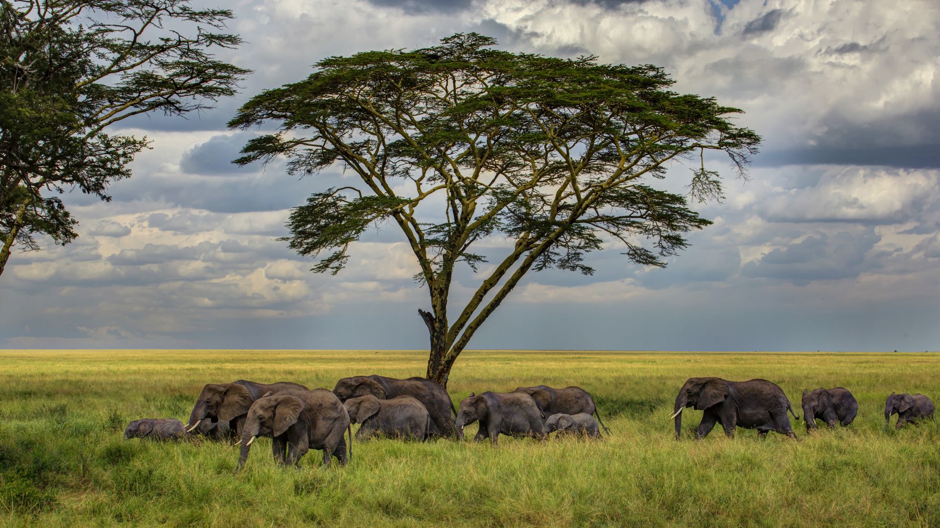 Elephant, 5k, 4k wallpaper, savanna, tree, clouds (horizontal)
