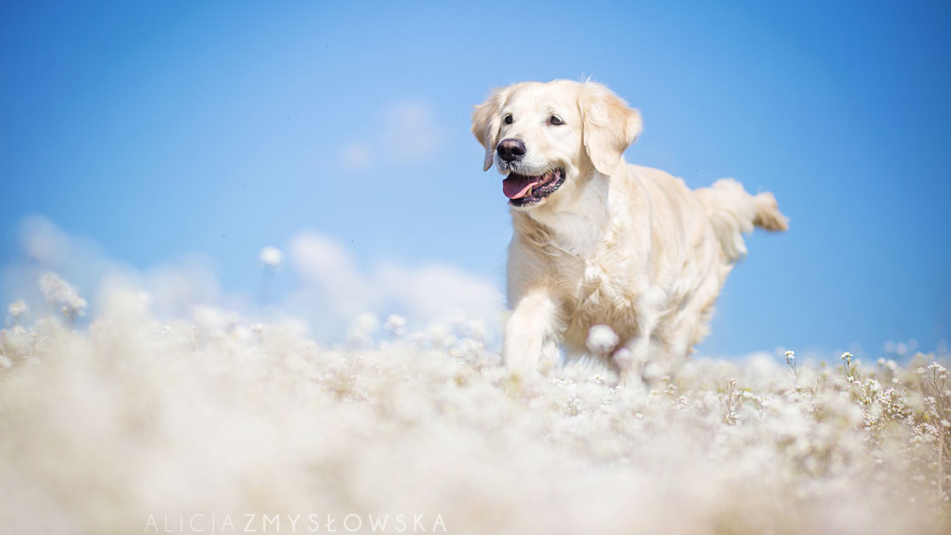 Labrador, dog, field, cute animals, funny (horizontal)