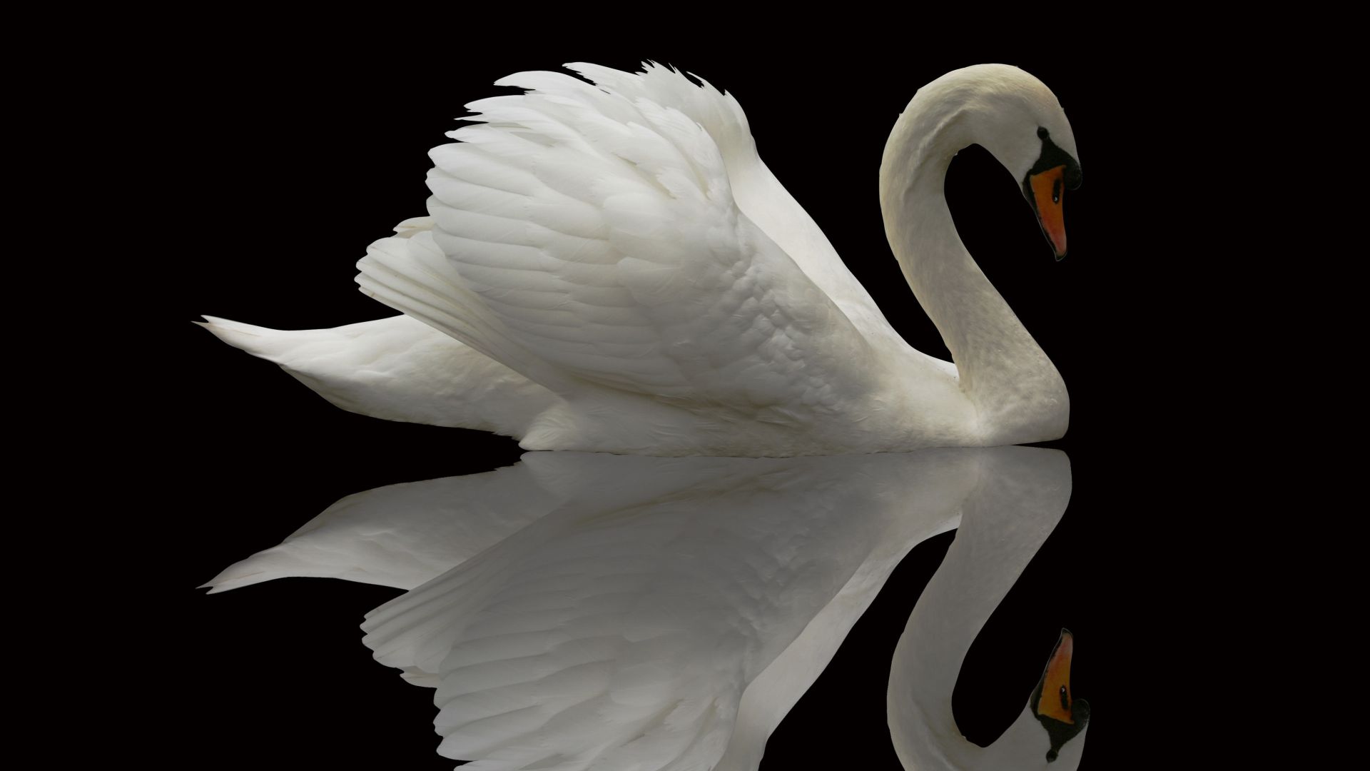 Swan, reflection, cute animals (horizontal)