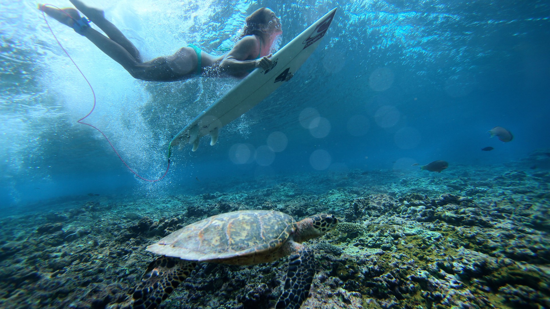 Surfing, girl, sea, underwater (horizontal)