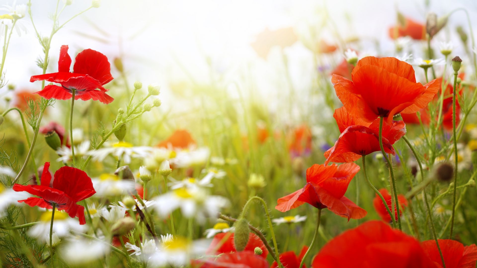 Field, 4k, HD wallpaper, Chamomile, Poppy, flowers (horizontal)