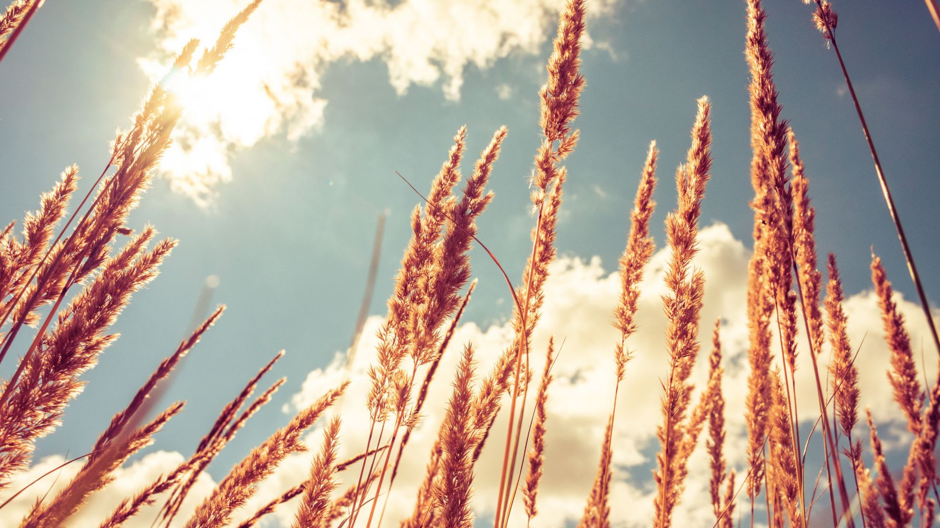 Wheat, 4k, HD wallpaper, meadows, sky (horizontal)