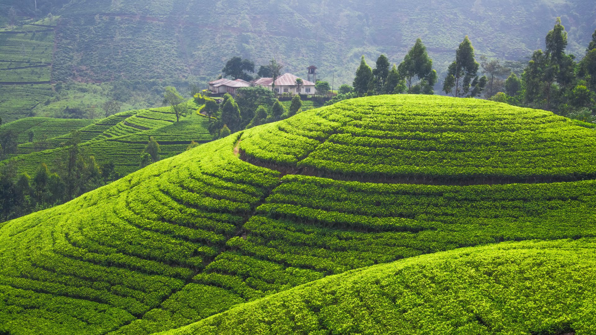Tea plantation, 5k, 4k wallpaper, Hills, trees, green (horizontal)