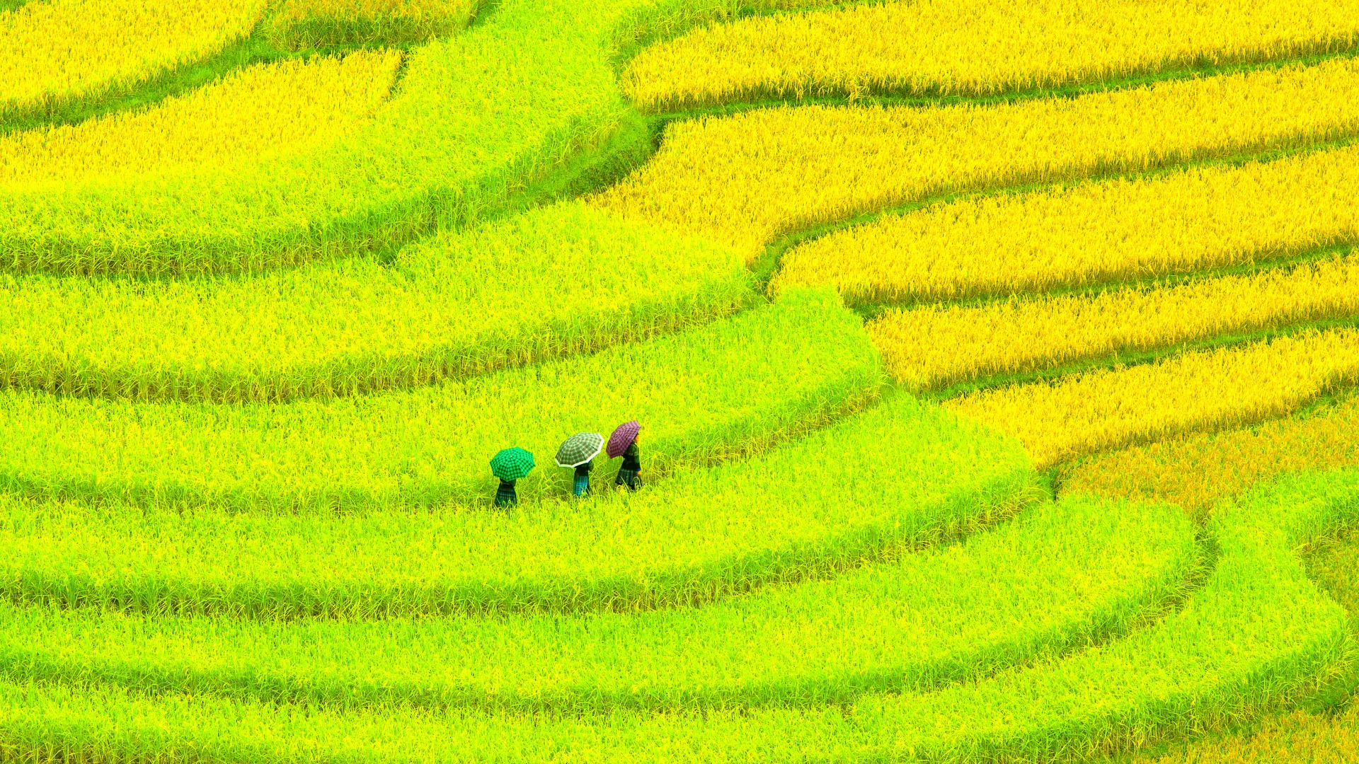 Asia, 4k, HD wallpaper, Field, meadows, yellow, women (horizontal)