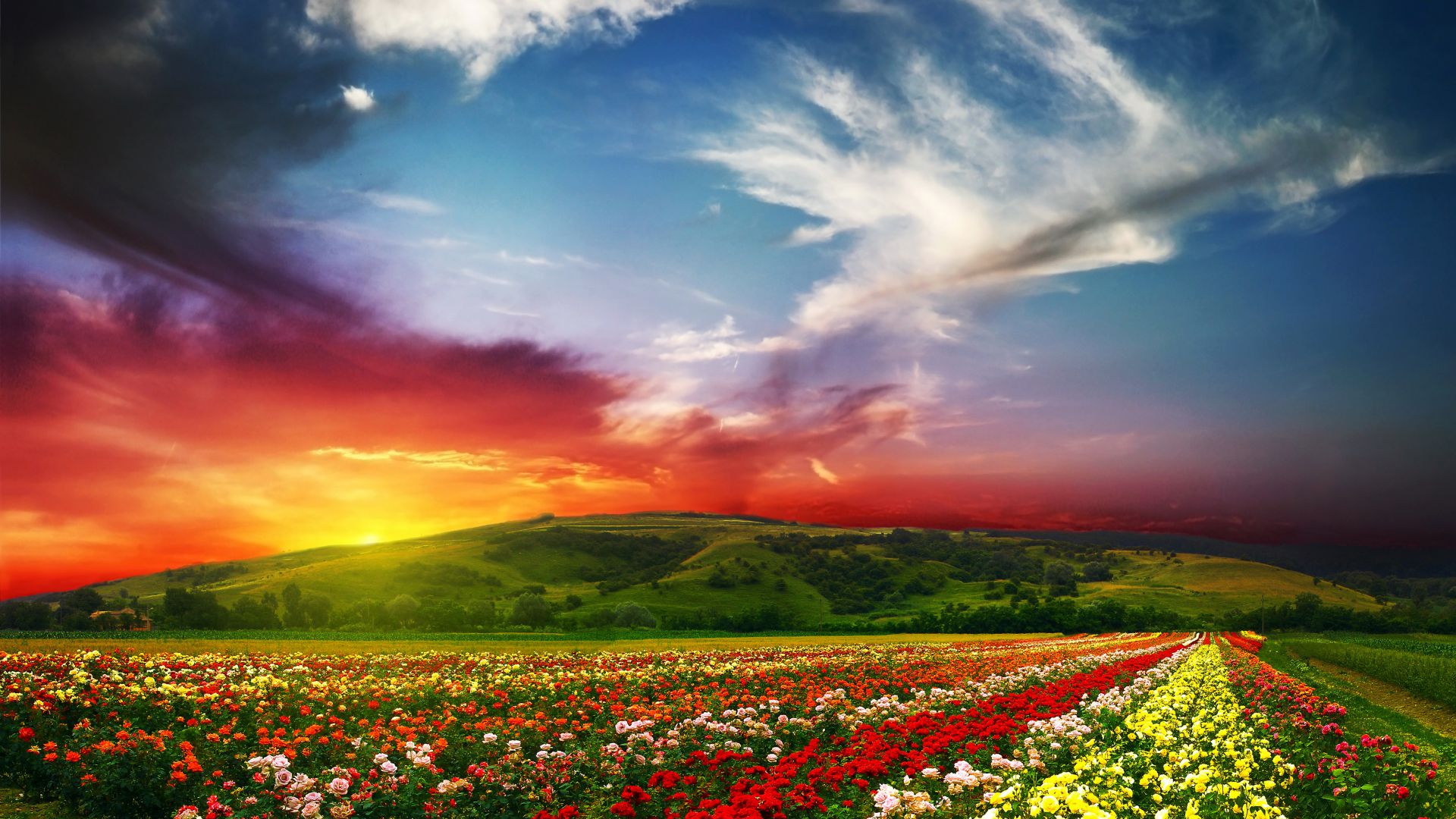 India, 5k, 4k wallpaper, Valley of Flowers, Meadows, roses, sunset, clouds (horizontal)