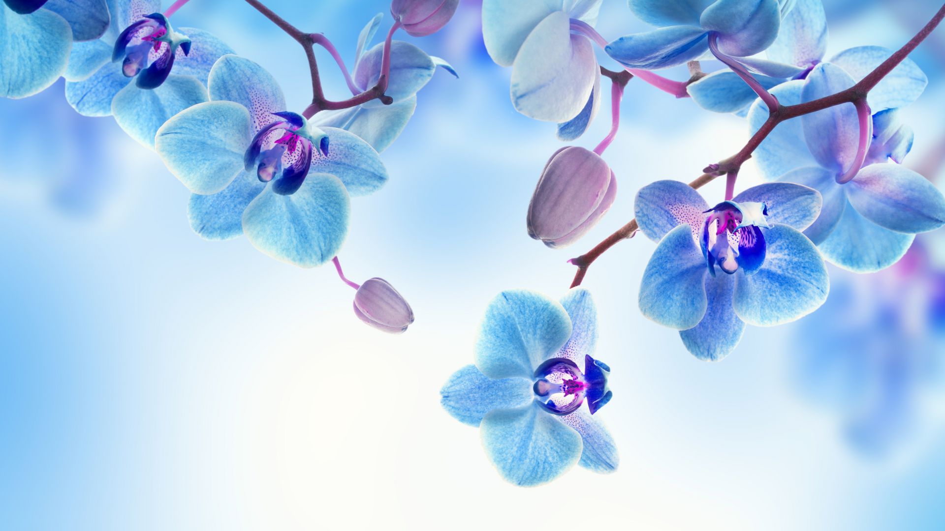 Orchid, 5k, 4k wallpaper, flowers, blue, white (horizontal)