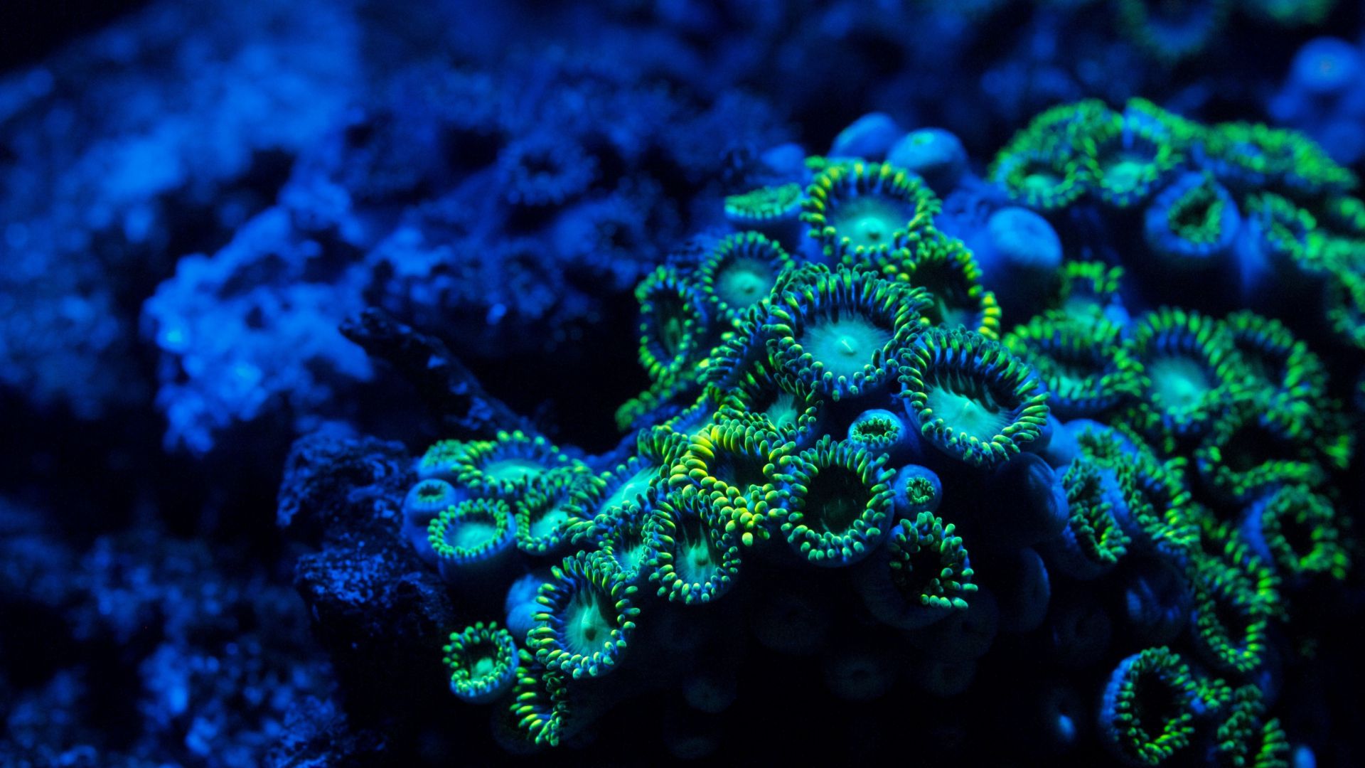 Coral, 5k, 4k wallpaper, 8k, zoanthids, underwater (horizontal)
