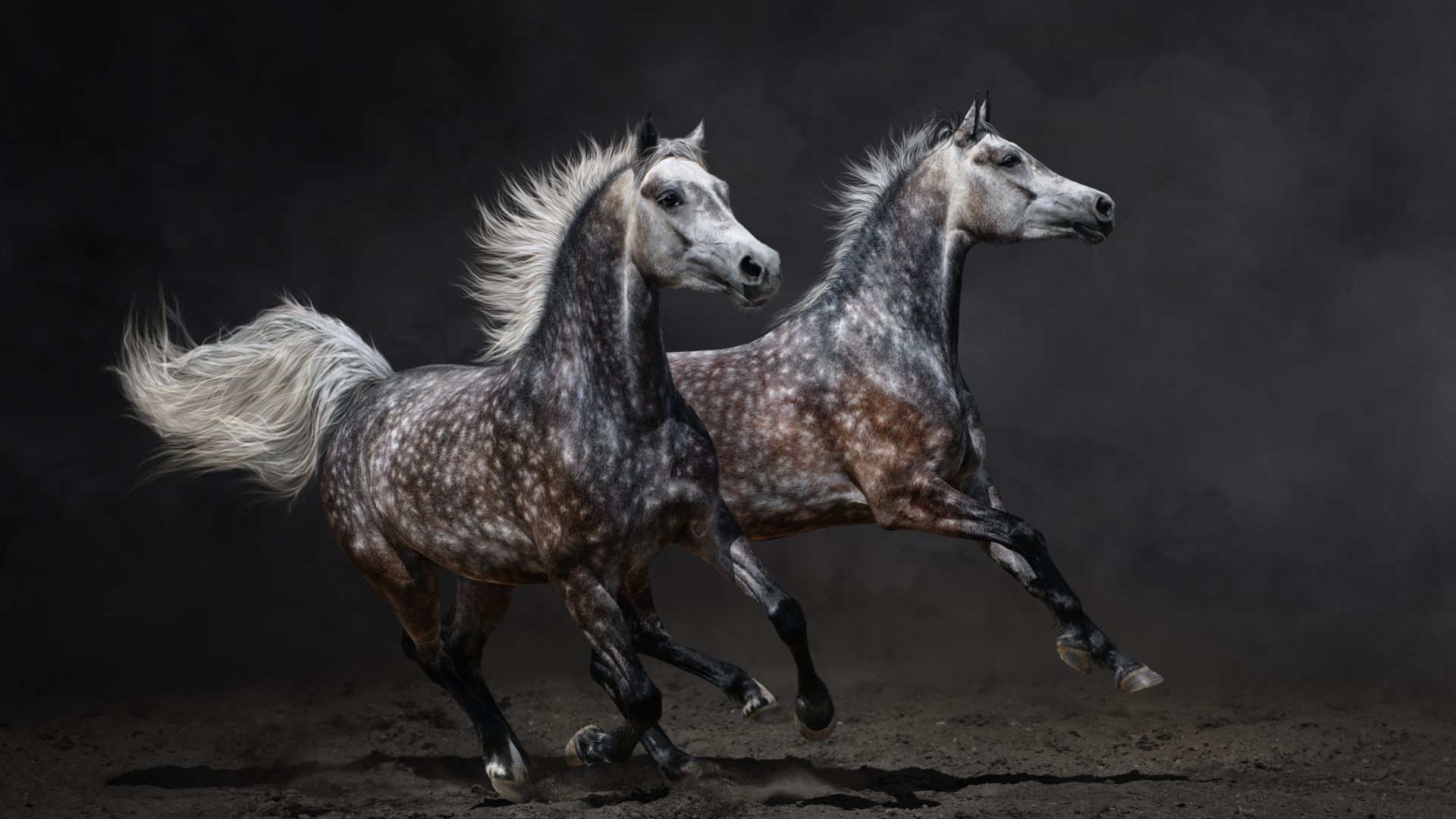Horses, brown, gallop (horizontal)
