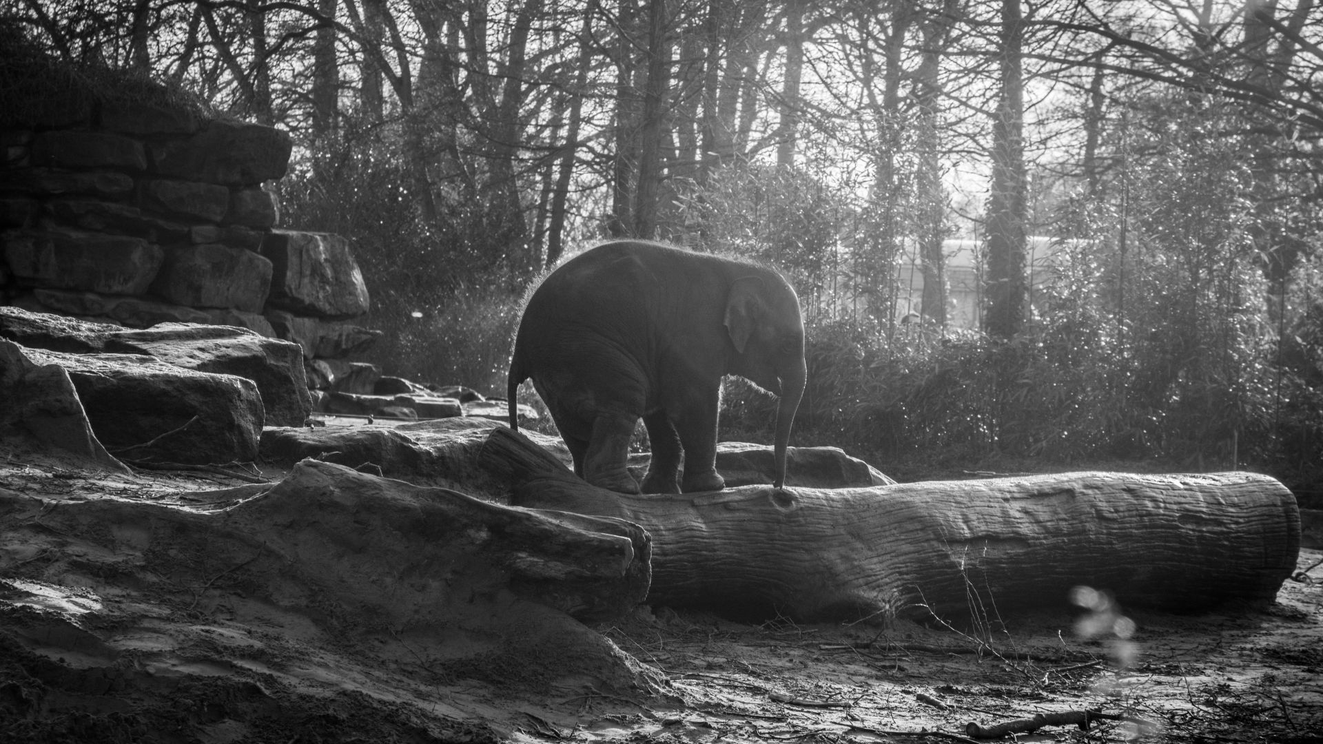 Elephant, forest, sunlight (horizontal)