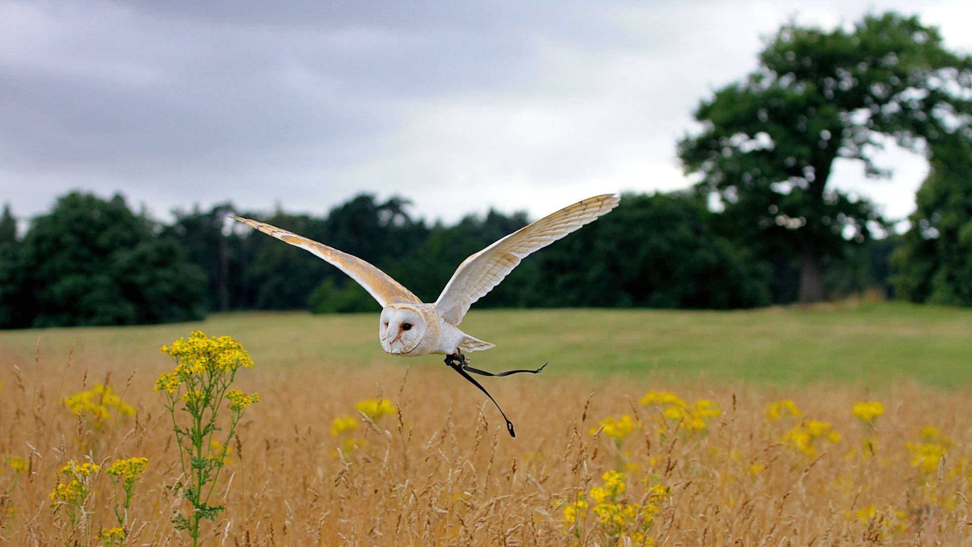 Owl, flight, meadows, cute animals (horizontal)
