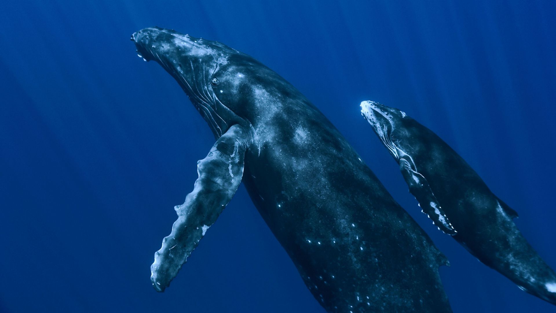 Whale, underwater, Best Diving Sites (horizontal)