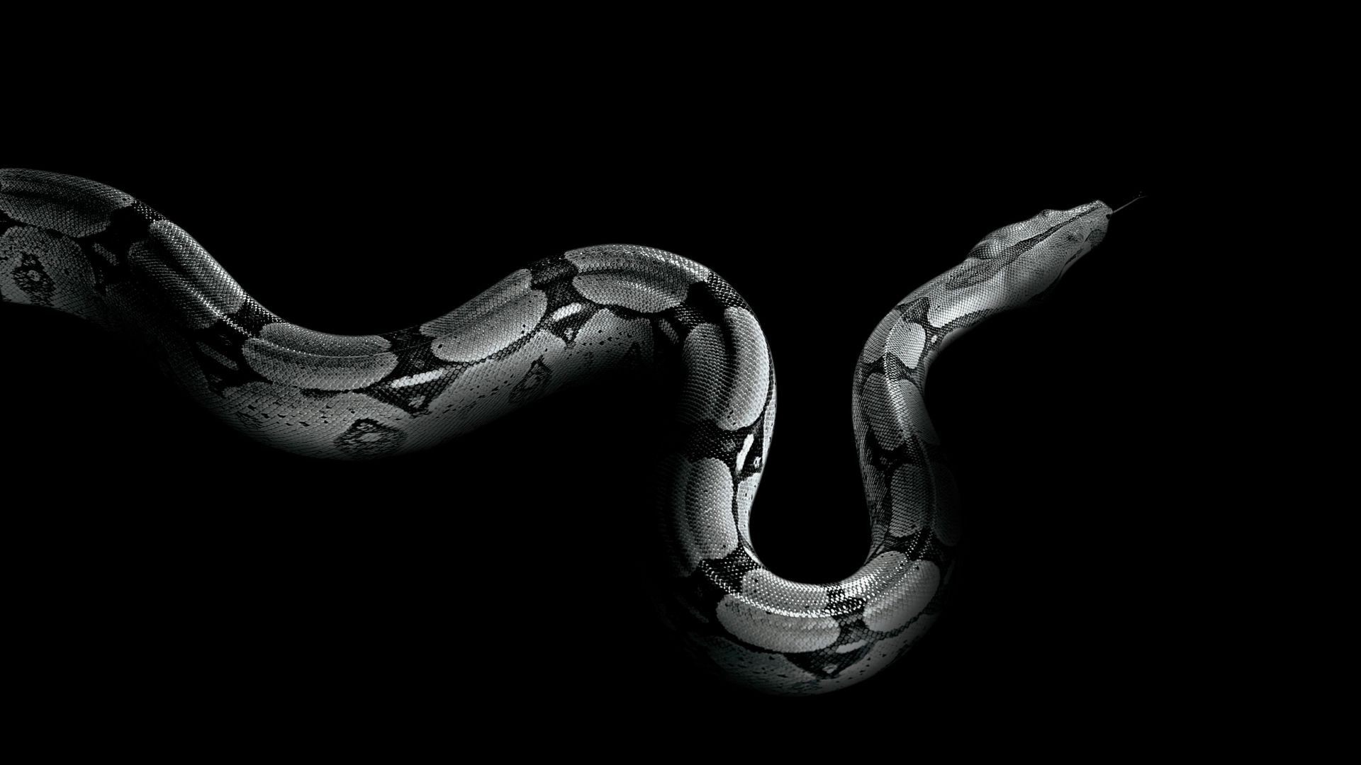 Python, snake (horizontal)
