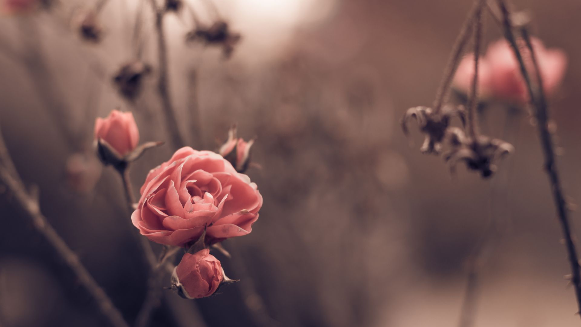 Rose, 5k, 4k wallpaper, 8k, spring, flowers, blur (horizontal)