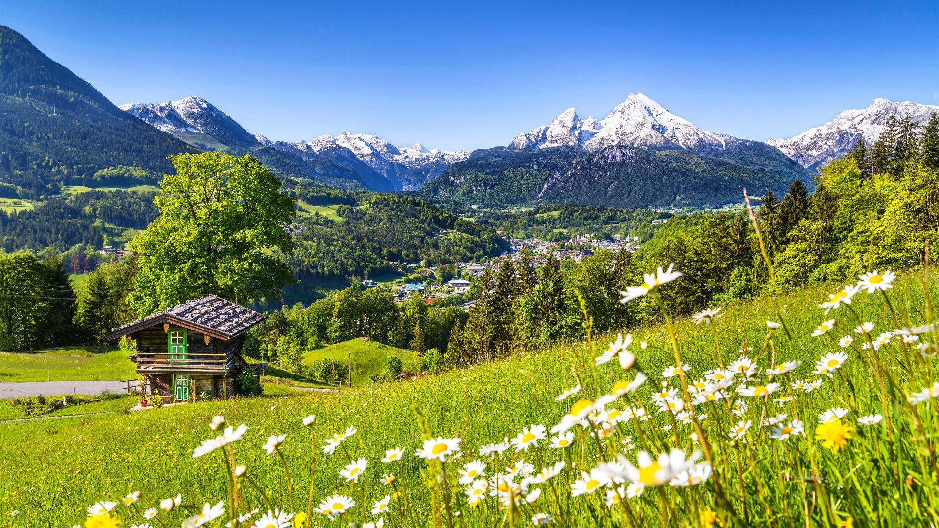 Alps, 5k, 4k wallpaper, Germany, Meadows, mountains, grass, daisies (horizontal)