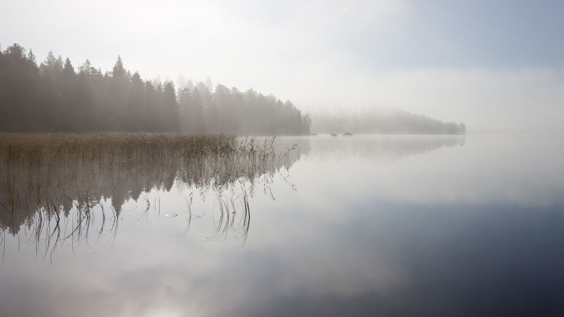 River, 5k, 4k wallpaper, fog, trees, sky (horizontal)