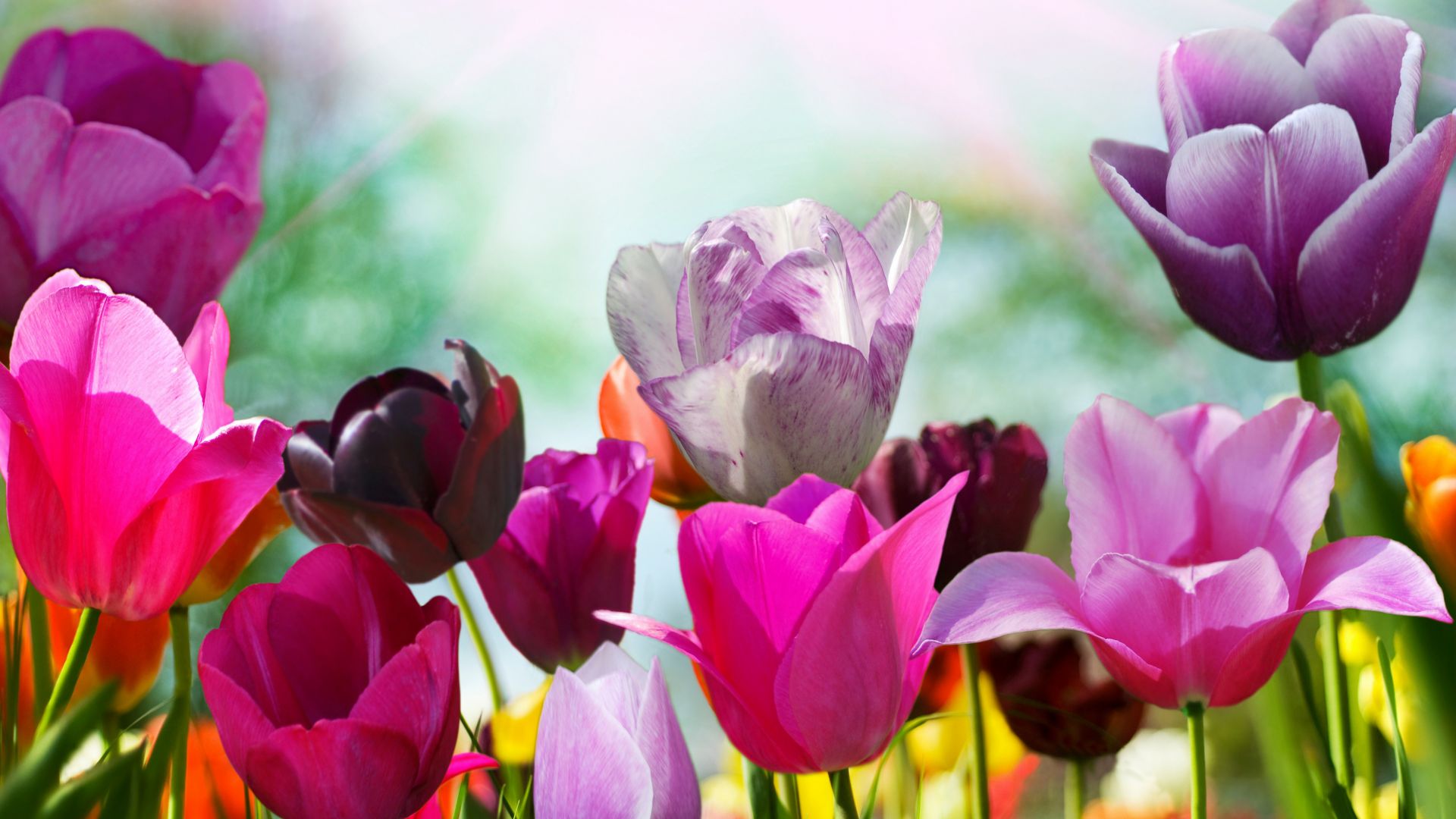 Tulips, 5k, 4k wallpaper, flowers, pink, purple (horizontal)
