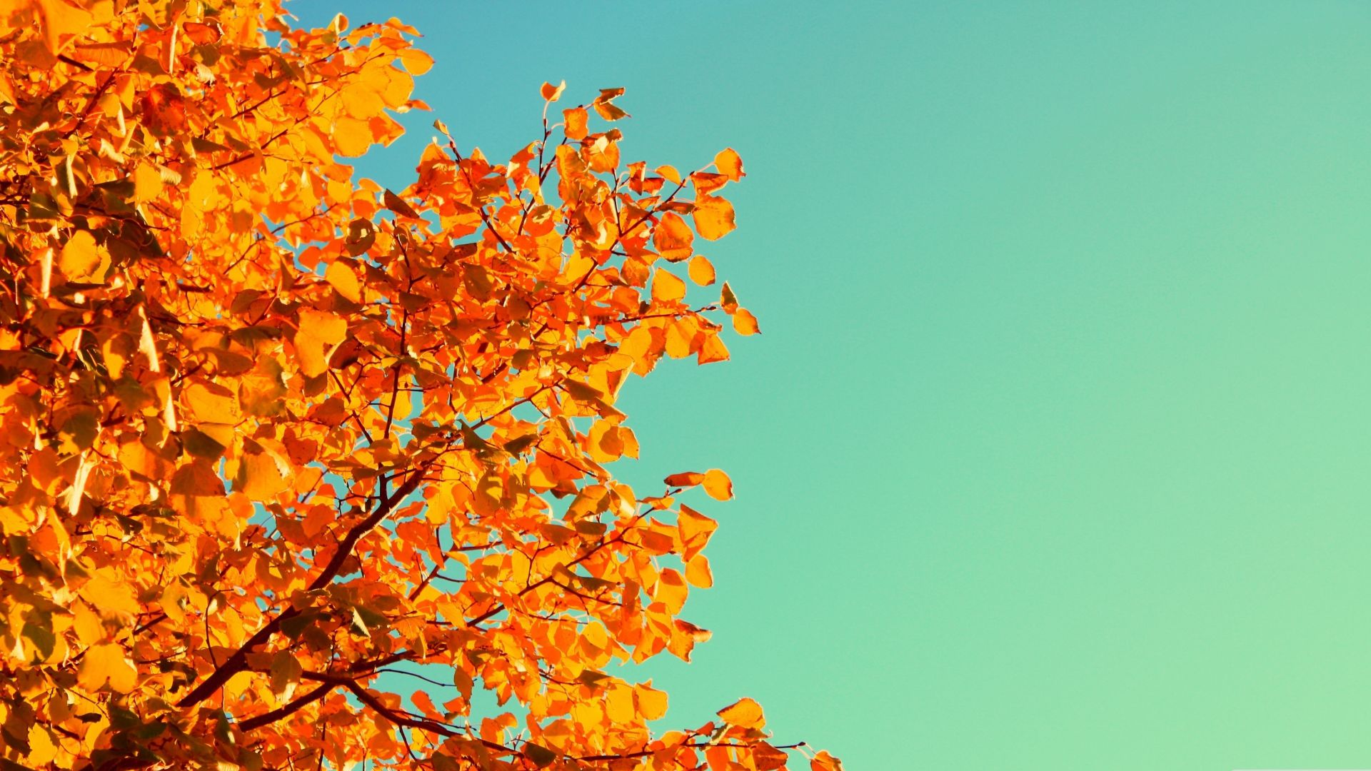 Tree, 5k, 4k wallpaper, sky, autumn, yellow, leaves (horizontal)