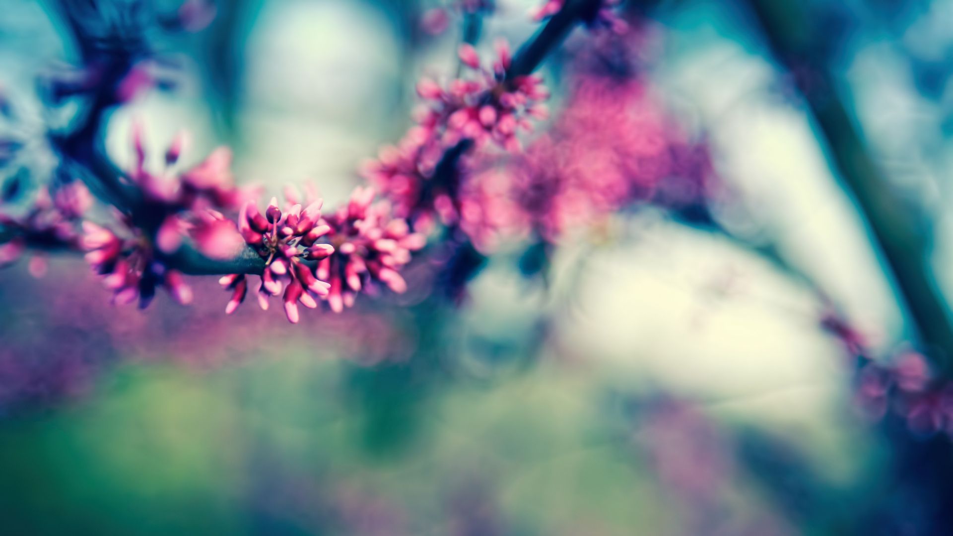 Branch, 4k, HD wallpaper, blossom, spring (horizontal)