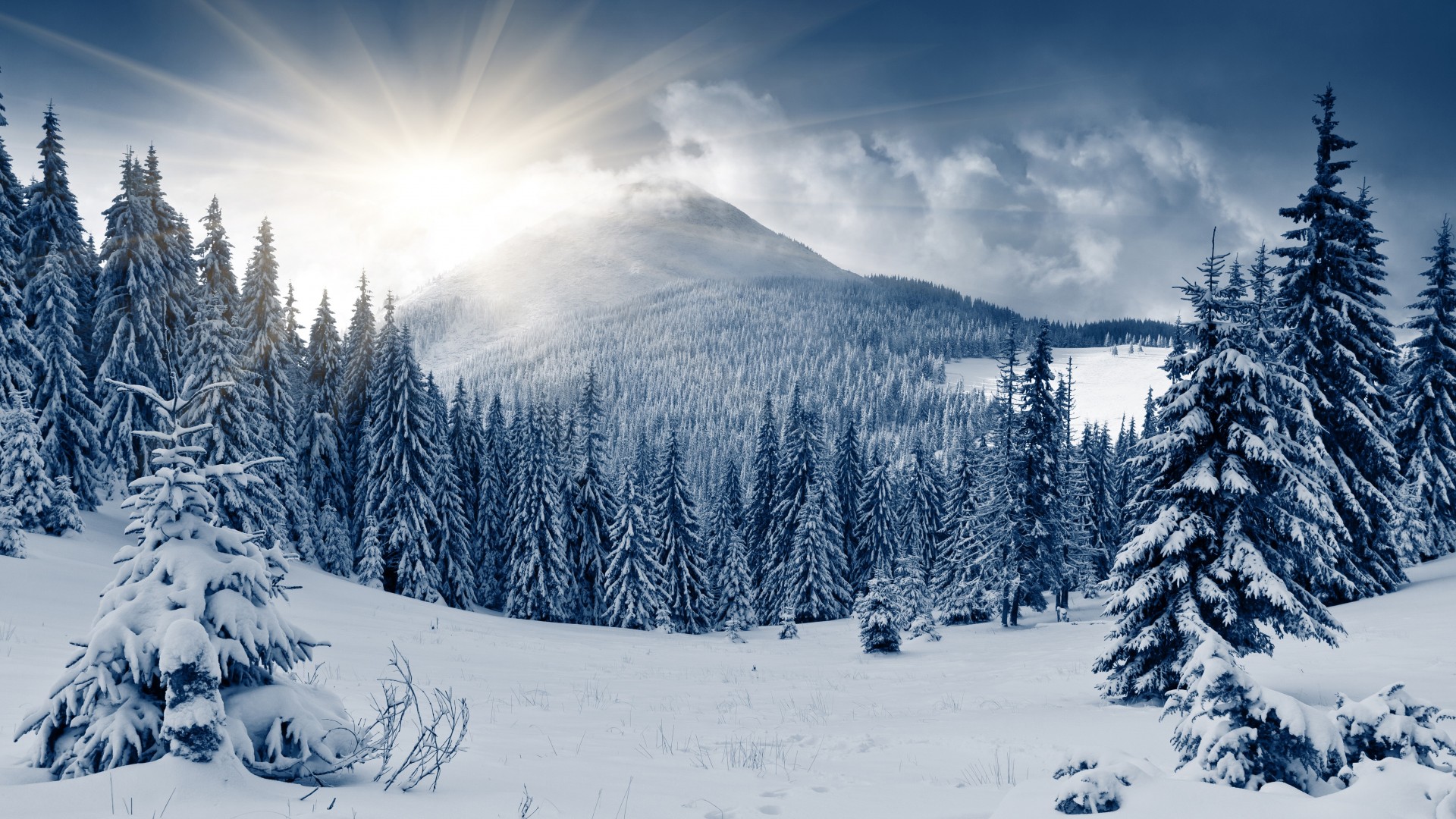 winter forest, 5k, 4k wallpaper, mountain, sun, snow, fir-trees (horizontal)