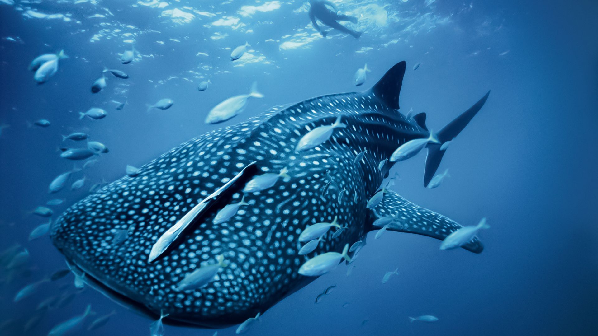 Whale shark, Palau, Philippines, diving, tourism, travel (horizontal)
