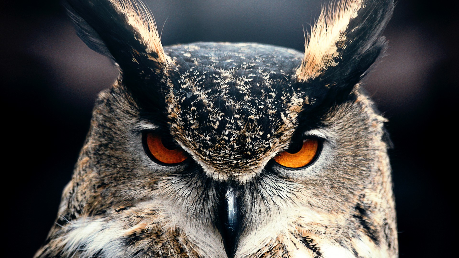 Owl, 4k, HD wallpaper, Eyes, wild, nature, gray (horizontal)