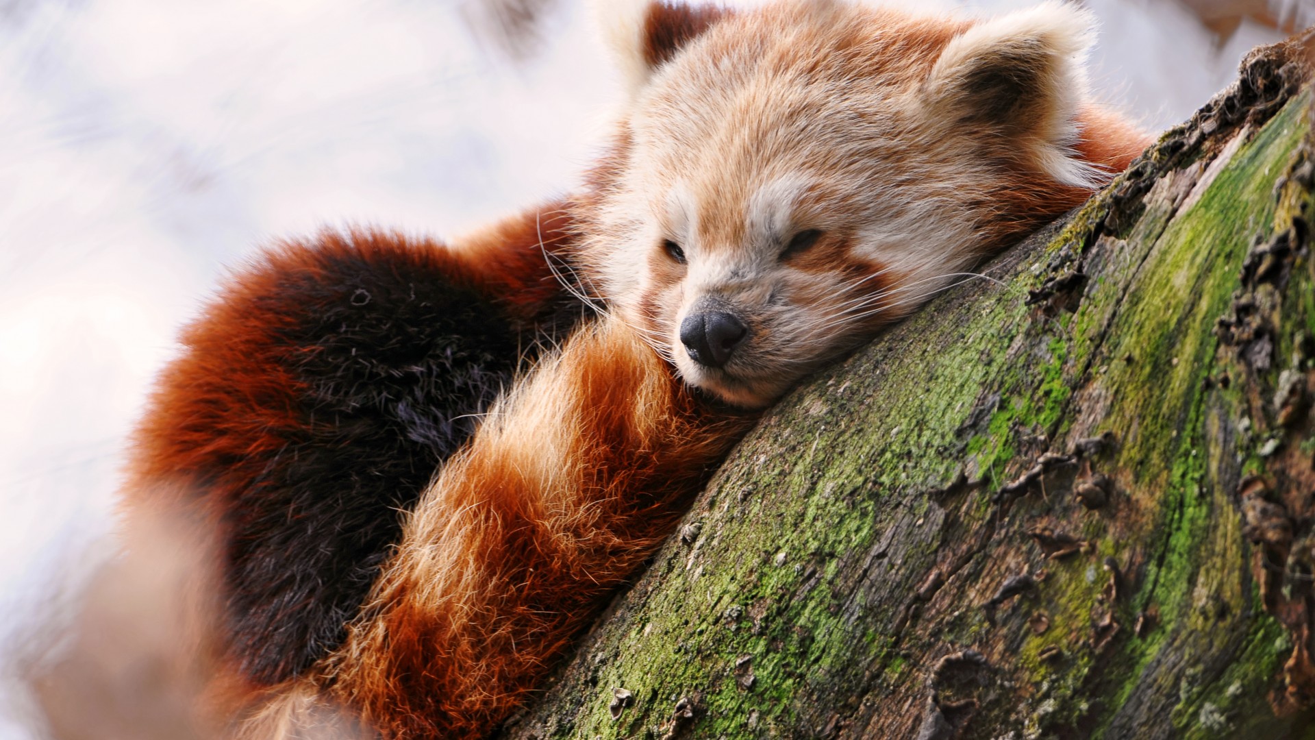 Red panda, animals, winter, sleep, zoo (horizontal)