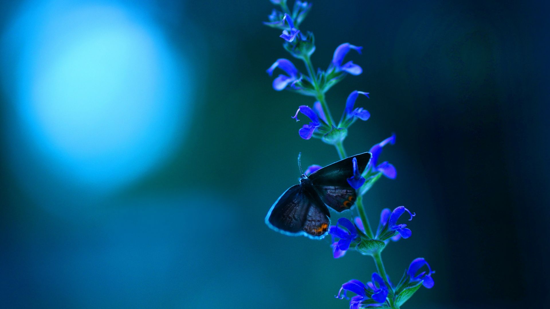 Butterfly, flowers, blue (horizontal)