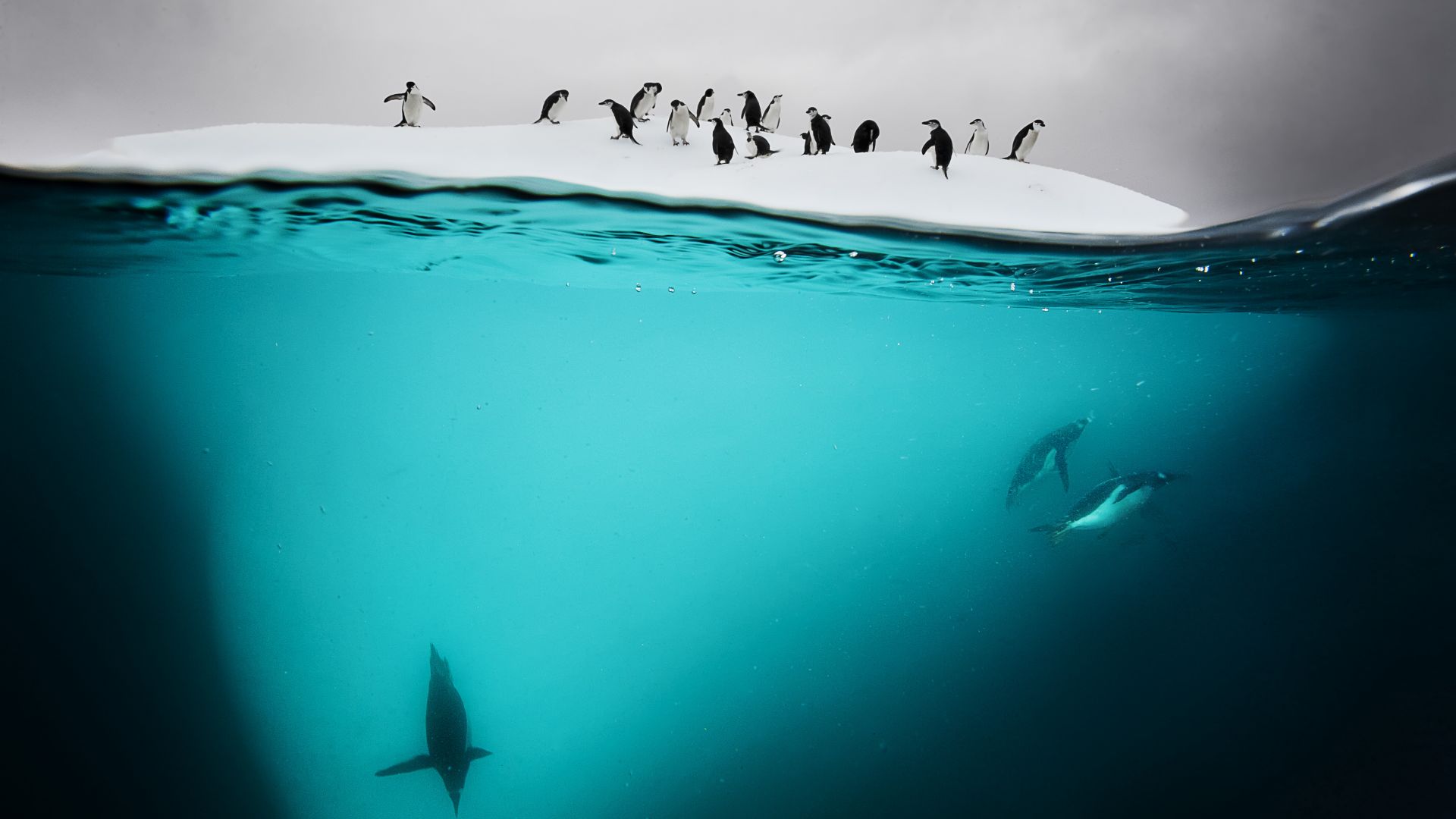 Penguin, New Zealand, underwater (horizontal)