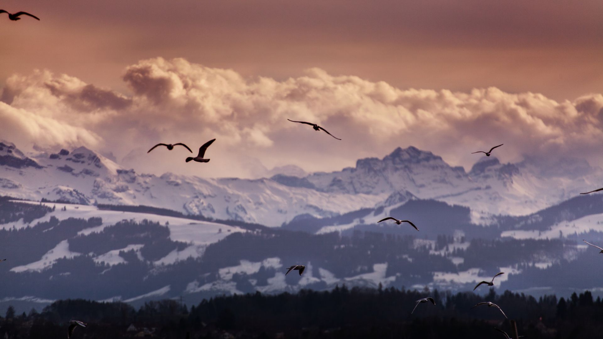 Switzerland, 5k, 4k wallpaper, 8k, Alps, mountains, seagulls, clouds (horizontal)