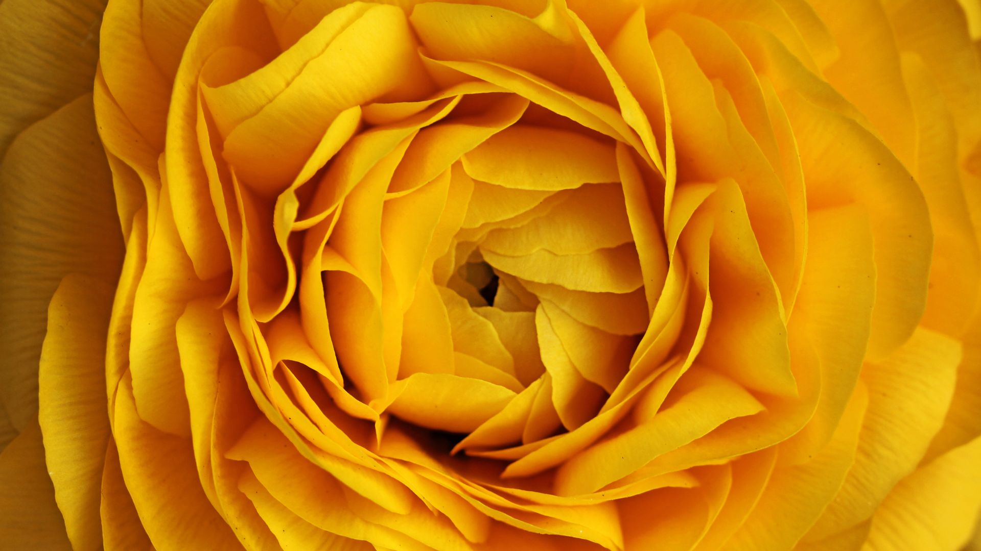 Rose, 4k, 5k wallpaper, flowers, yellow, macro (horizontal)