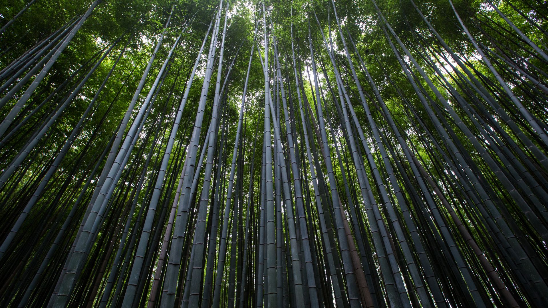 Forest, 4k, 5k wallpaper, 8k, trees, green, bamboo (horizontal)