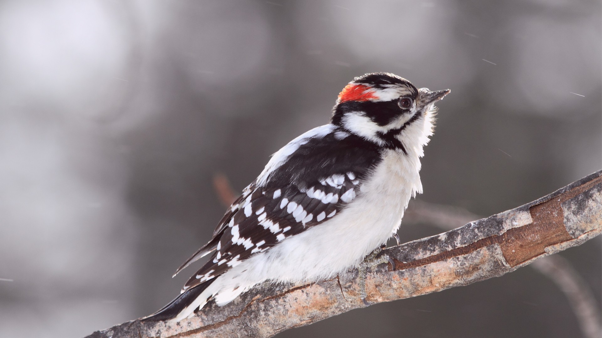 bird, snow, winter, plumage, white (horizontal)