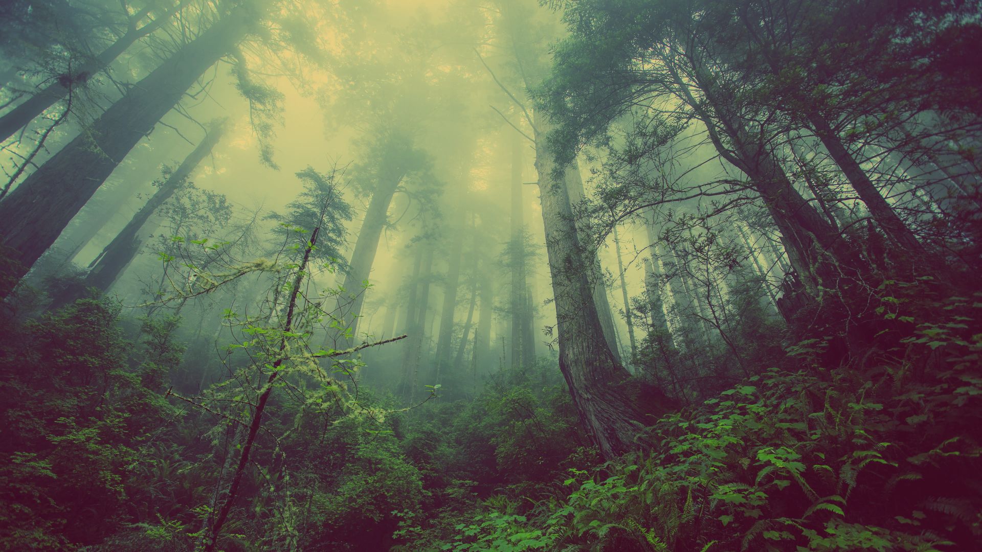 forest, 4k, 5k wallpaper, green, fog, threes (horizontal)